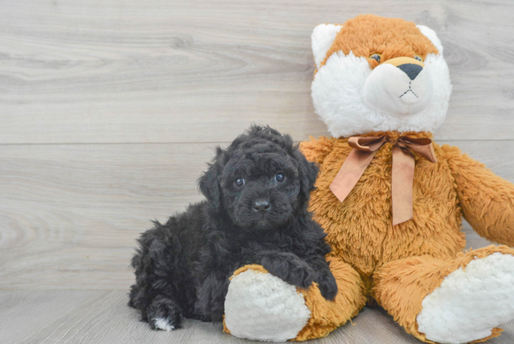 Happy Mini Goldendoodle Baby