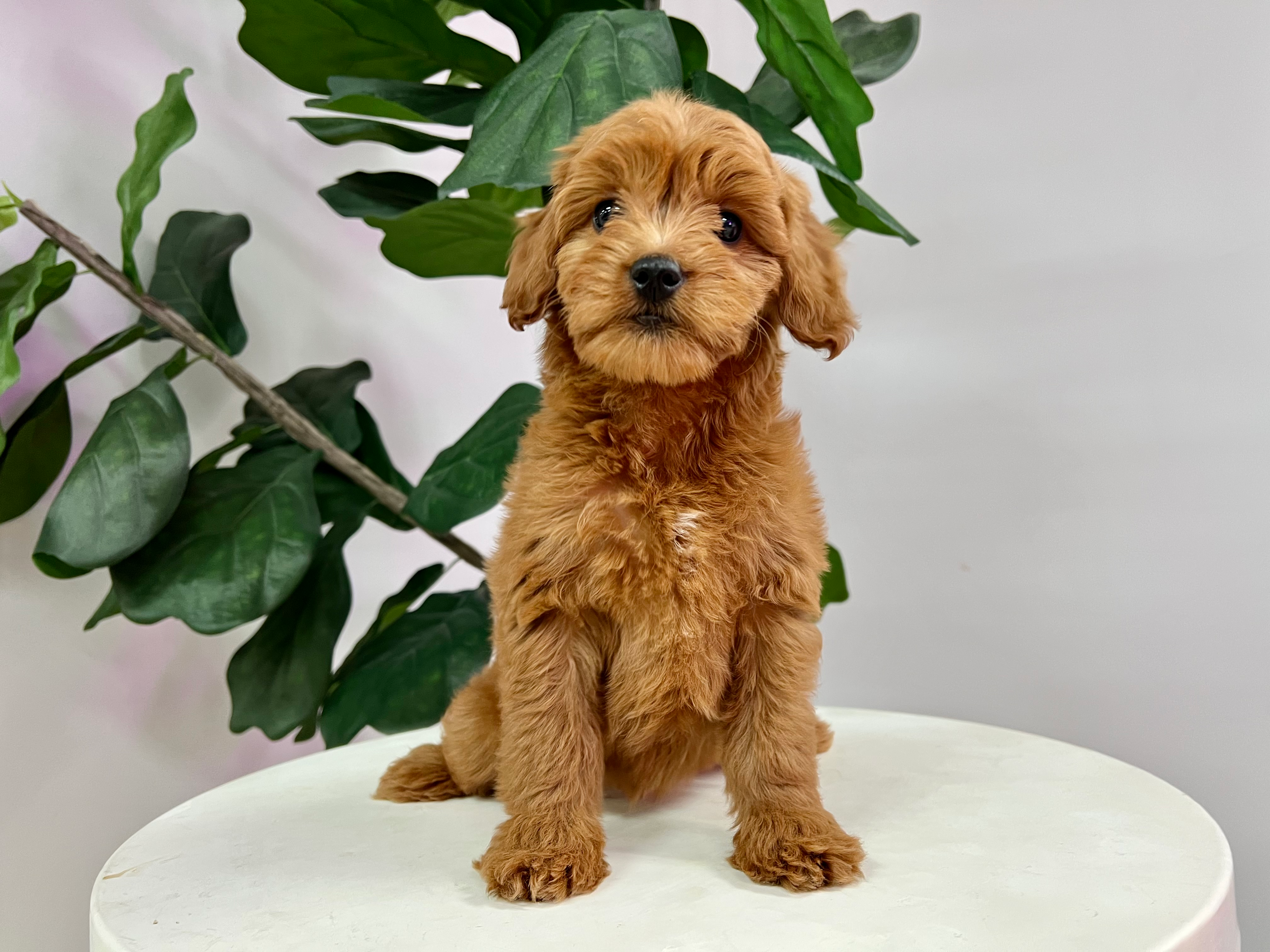 Cute Golden Retriever Poodle Mix Puppy