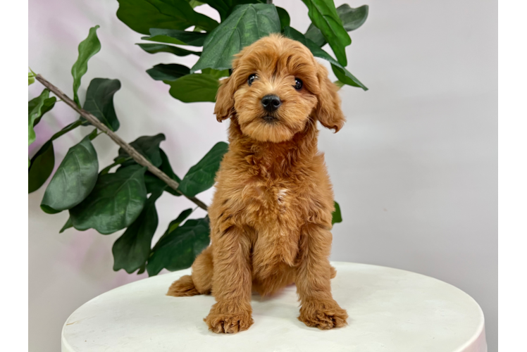 Cute Golden Retriever Poodle Mix Puppy