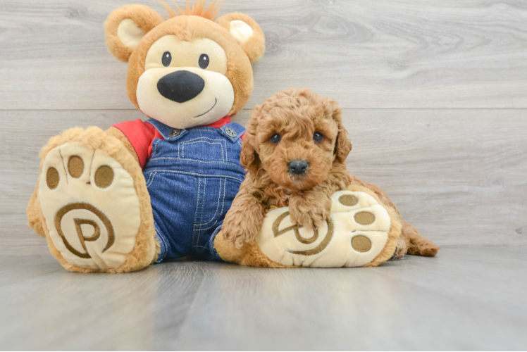 Meet Tara - our Mini Goldendoodle Puppy Photo 1/3 - Puppy Love PR Cute Mini Goldendoodle Baby