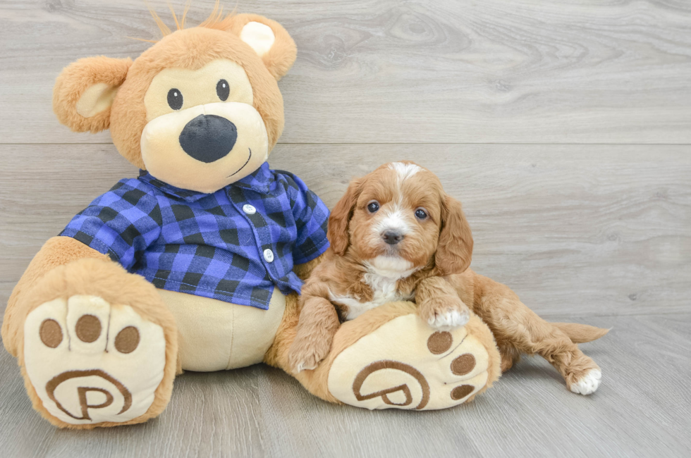 7 week old Mini Goldendoodle Puppy For Sale - Puppy Love PR