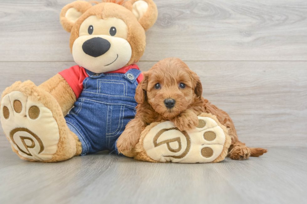 5 week old Mini Goldendoodle Puppy For Sale - Puppy Love PR