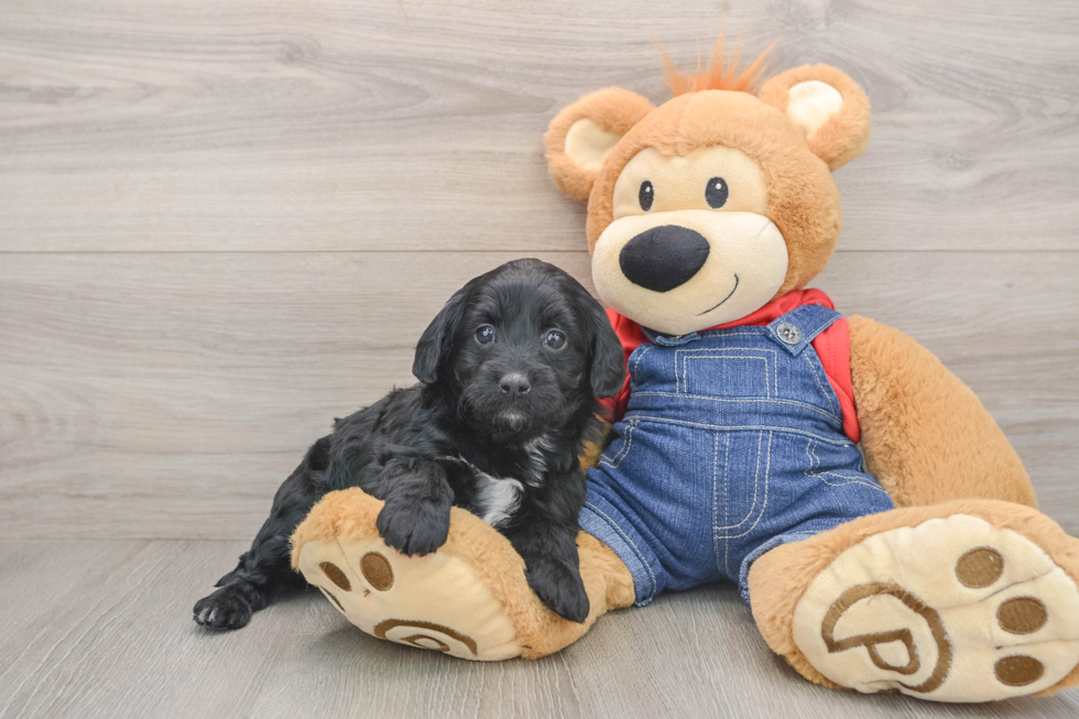 Mini Goldendoodle Puppy for Adoption