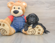 7 week old Mini Goldendoodle Puppy For Sale - Puppy Love PR