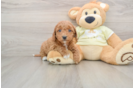 Best Mini Goldendoodle Baby