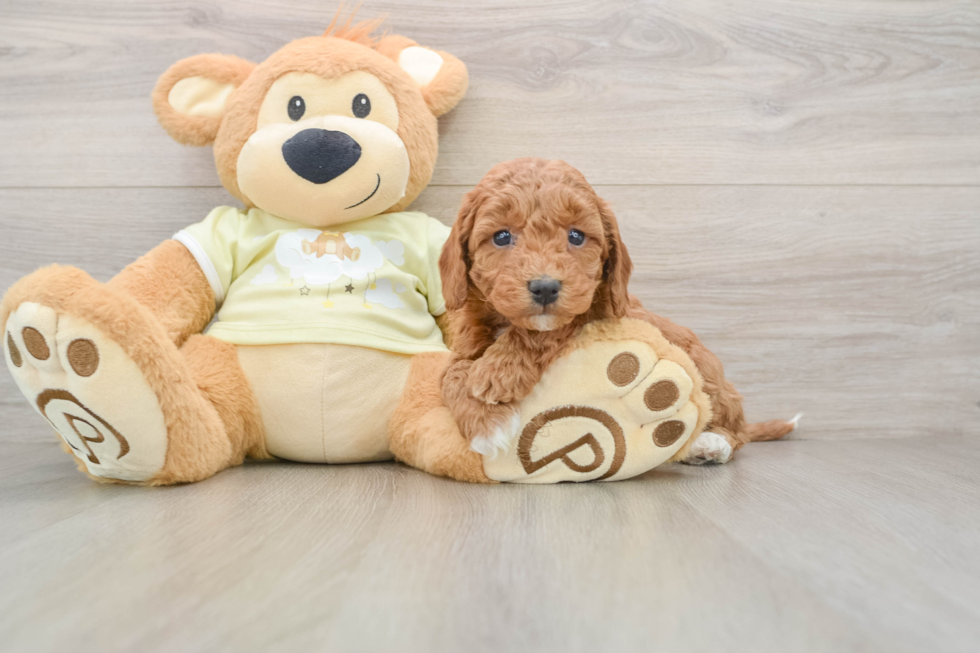 Small Mini Goldendoodle Baby
