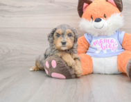 6 week old Mini Goldendoodle Puppy For Sale - Puppy Love PR