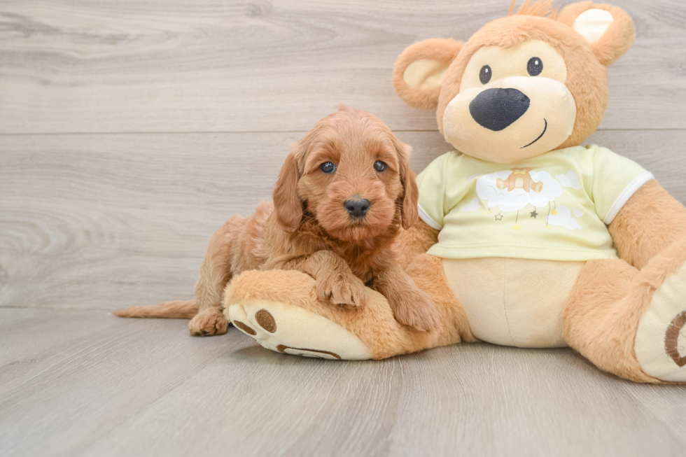Fluffy Mini Goldendoodle Poodle Mix Pup