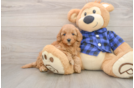 Mini Goldendoodle Pup Being Cute