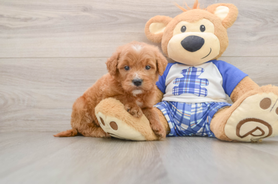 Popular Mini Goldendoodle Poodle Mix Pup