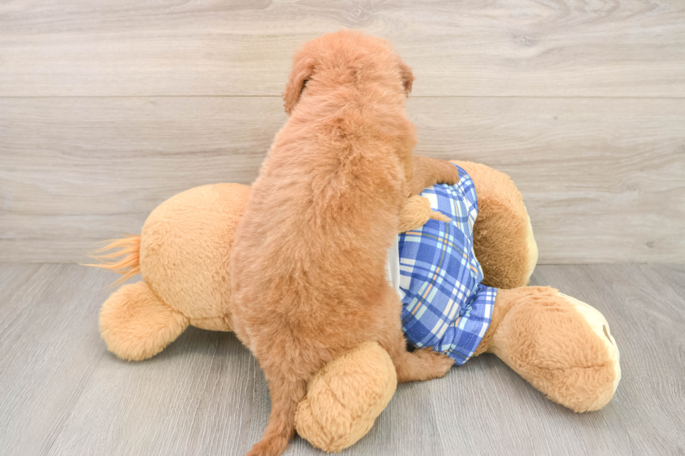 Mini Goldendoodle Pup Being Cute