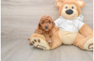 Best Mini Goldendoodle Baby