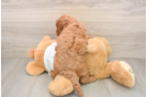 Petite Mini Goldendoodle Poodle Mix Pup