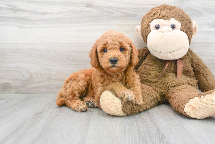 Meet Tara - our Mini Goldendoodle Puppy Photo 1/3 - Puppy Love PR Best Mini Goldendoodle Baby