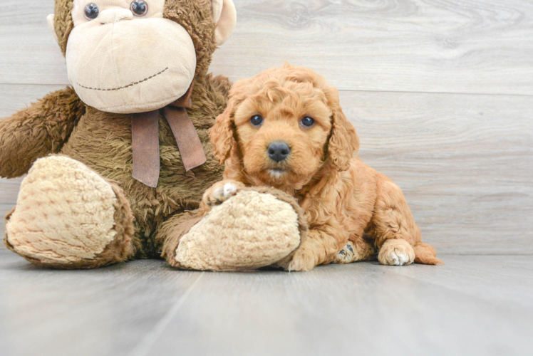 Playful Golden Retriever Poodle Mix Puppy