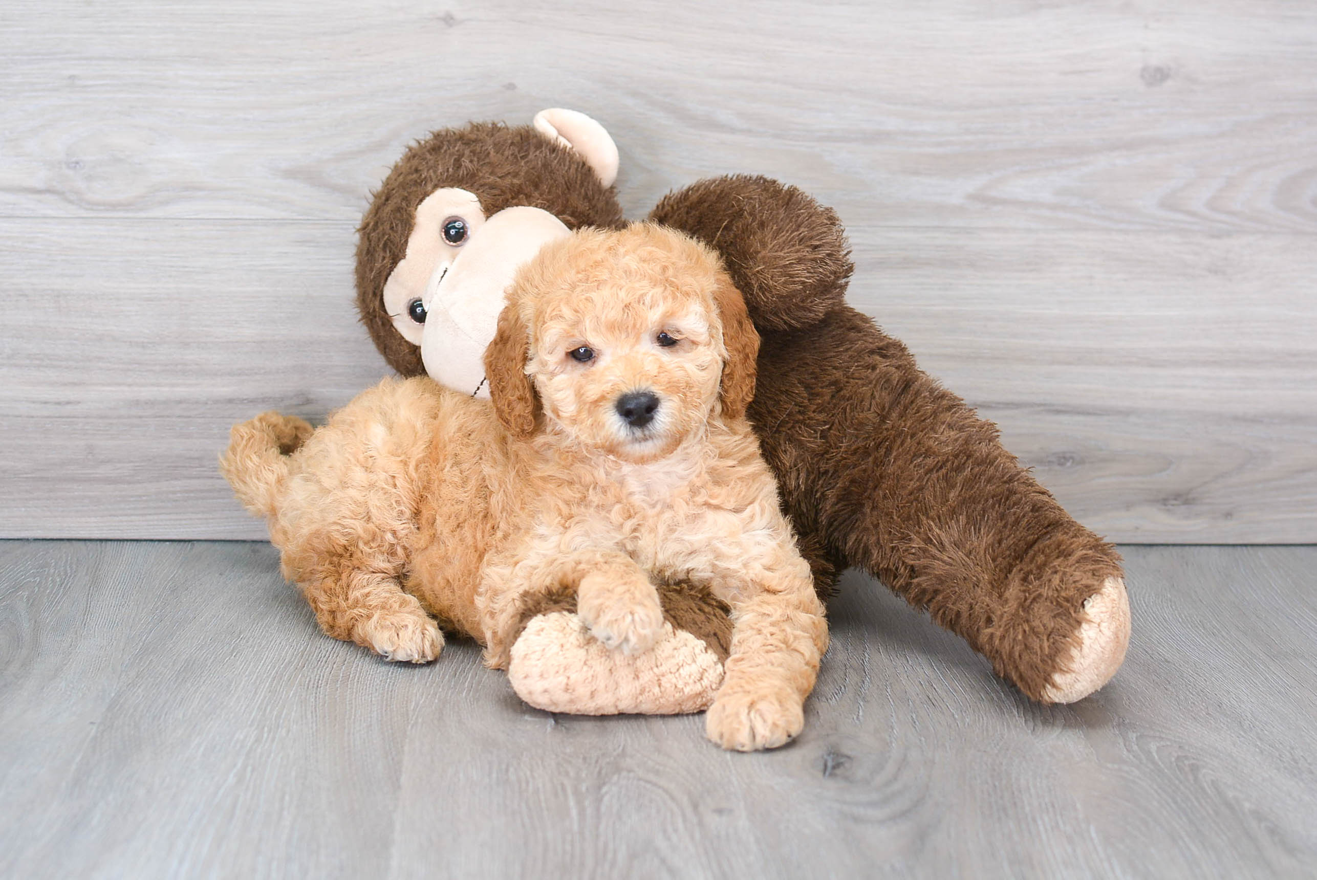 Mini Goldendoodle Puppy for Adoption