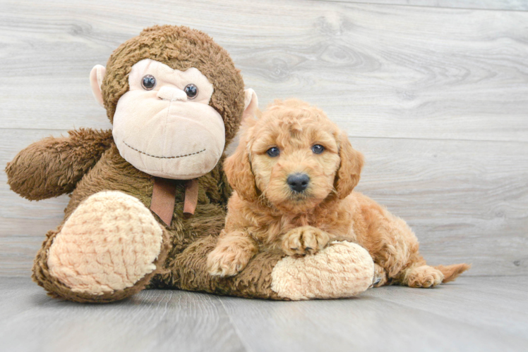Meet Tara - our Mini Goldendoodle Puppy Photo 1/3 - Puppy Love PR Best Mini Goldendoodle Baby