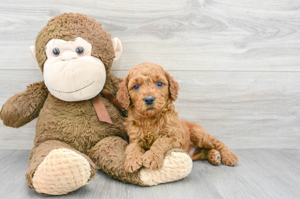 7 week old Mini Goldendoodle Puppy For Sale - Puppy Love PR