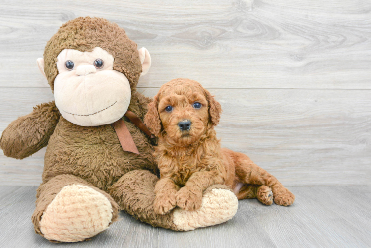 Happy Mini Goldendoodle Baby