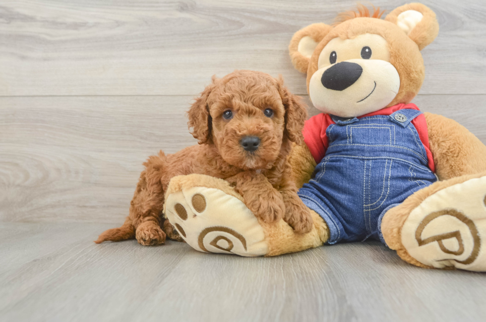 5 week old Mini Goldendoodle Puppy For Sale - Puppy Love PR