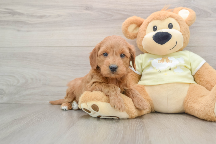 Fluffy Mini Goldendoodle Poodle Mix Pup