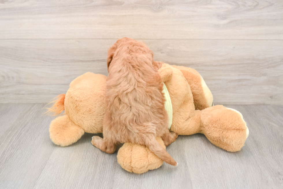 Happy Mini Goldendoodle Baby