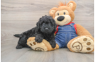 Funny Mini Goldendoodle Poodle Mix Pup