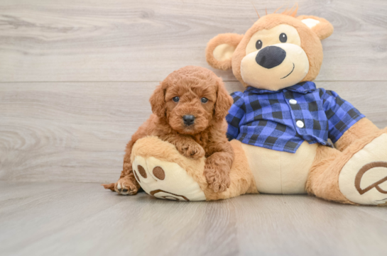 Fluffy Mini Goldendoodle Poodle Mix Pup