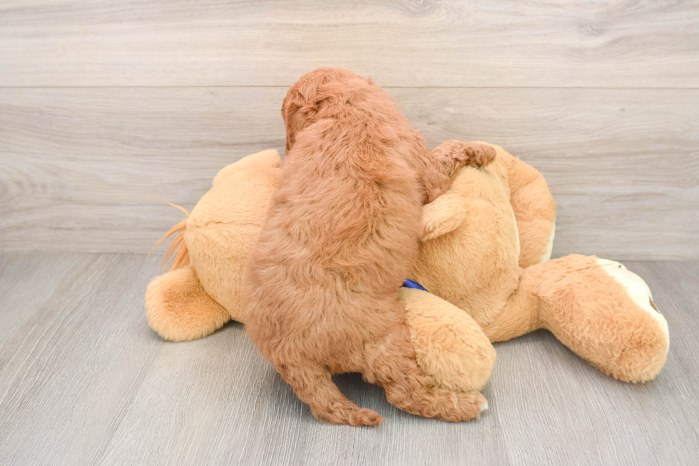 Best Mini Goldendoodle Baby