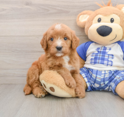 7 week old Mini Goldendoodle Puppy For Sale - Puppy Love PR
