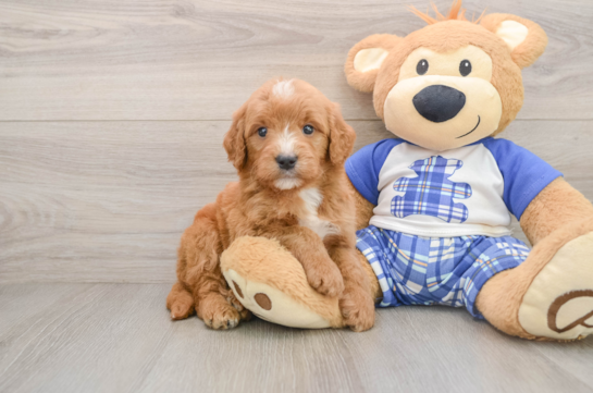 Smart Mini Goldendoodle Poodle Mix Pup