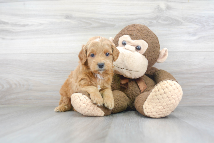 Meet Tatum - our Mini Goldendoodle Puppy Photo 1/3 - Puppy Love PR Best Mini Goldendoodle Baby