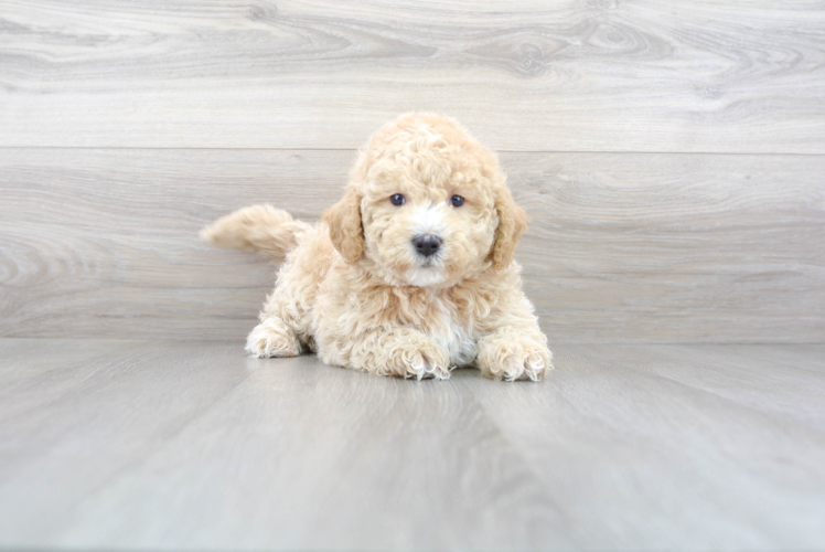 Cute Mini Goldendoodle Poodle Mix Pup