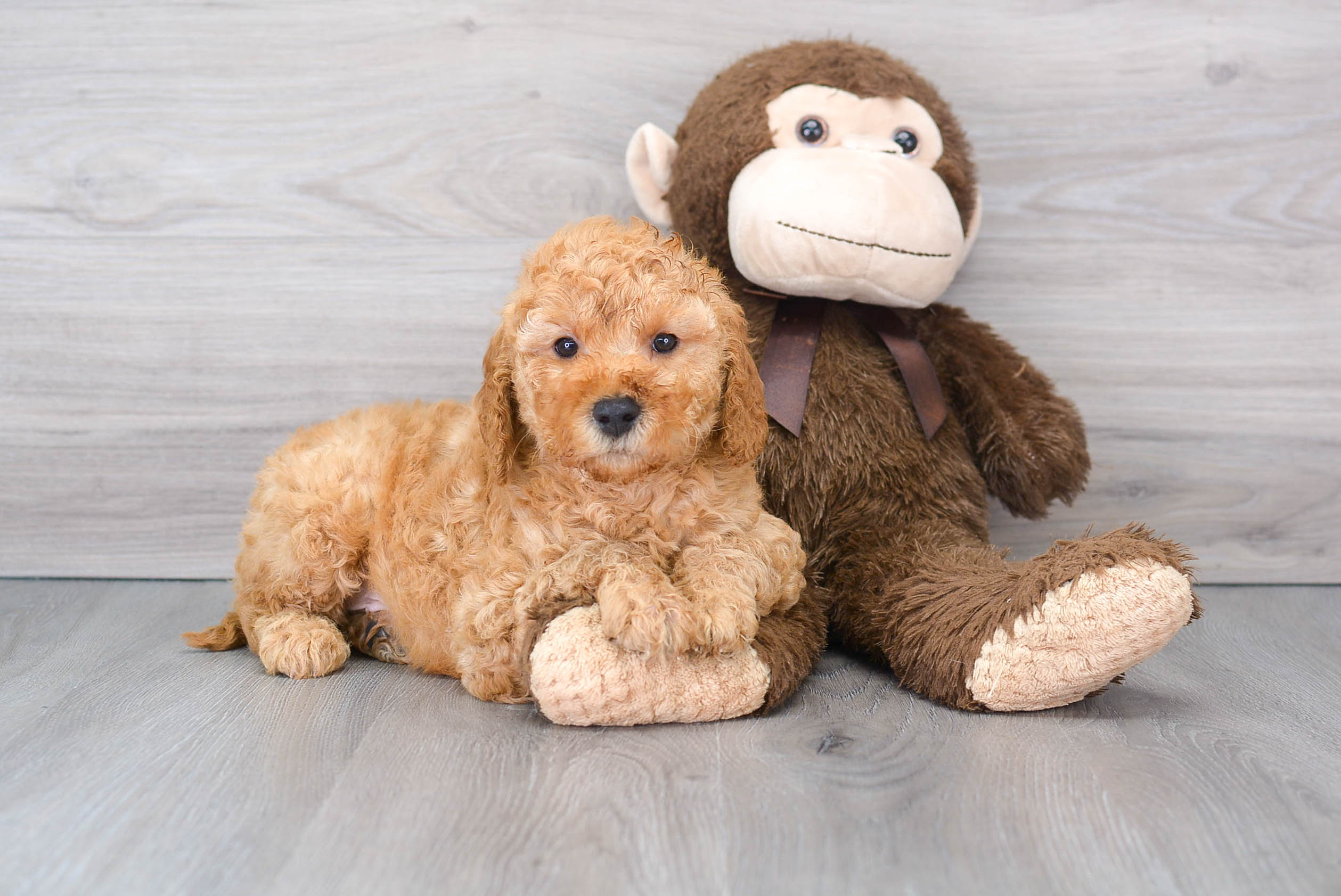 Cute Golden Retriever Poodle Mix Puppy