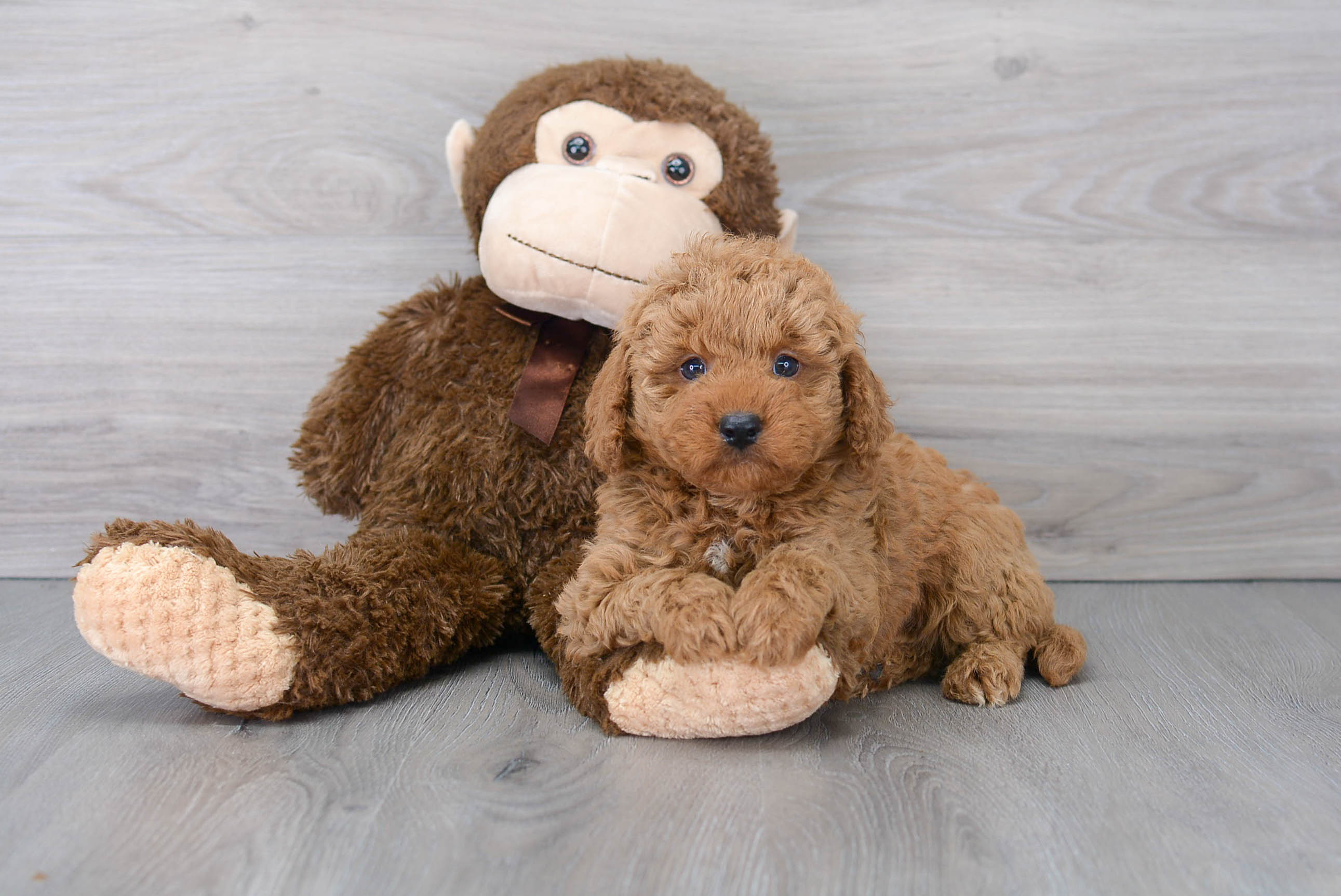 Small Mini Goldendoodle Baby