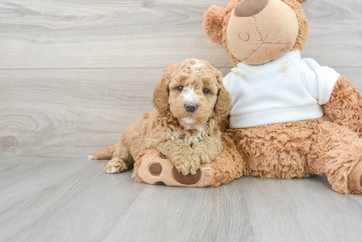 Meet Tayla - our Mini Goldendoodle Puppy Photo 1/3 - Puppy Love PR Mini Goldendoodle Pup Being Cute