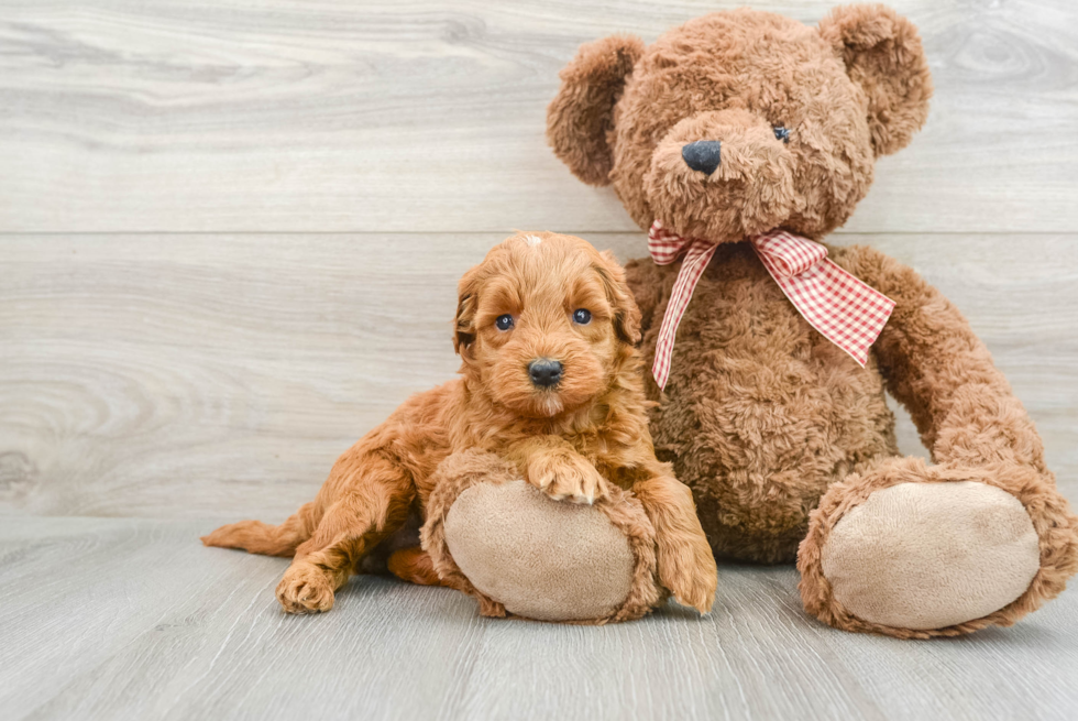 Best Mini Goldendoodle Baby