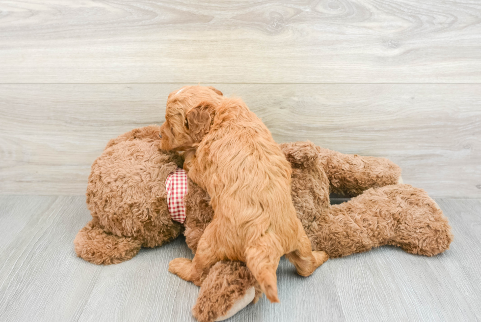Popular Mini Goldendoodle Poodle Mix Pup