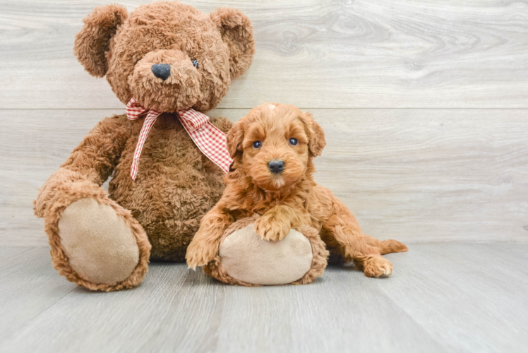 Mini Goldendoodle Pup Being Cute