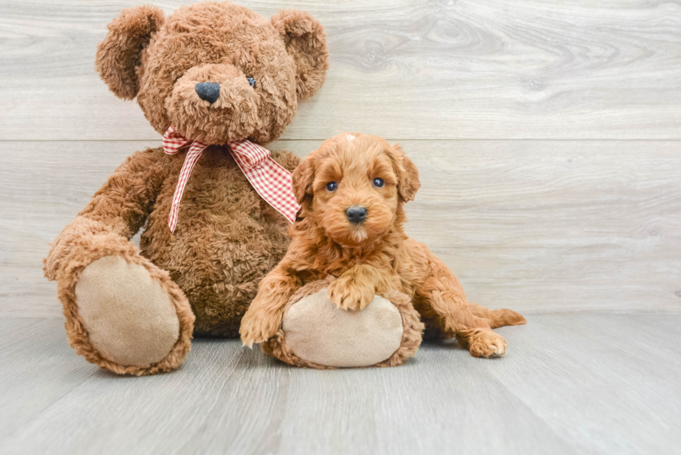 Mini Goldendoodle Pup Being Cute