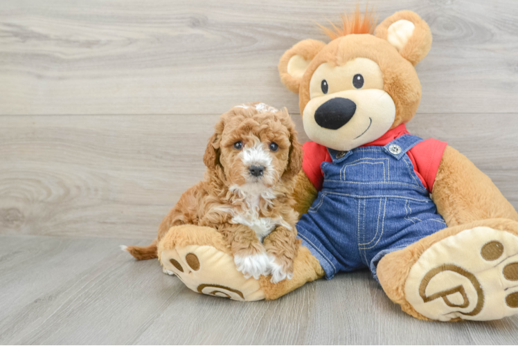 Meet Tayla - our Mini Goldendoodle Puppy Photo 1/3 - Puppy Love PR Friendly Mini Goldendoodle Baby