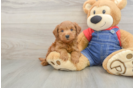 Best Mini Goldendoodle Baby