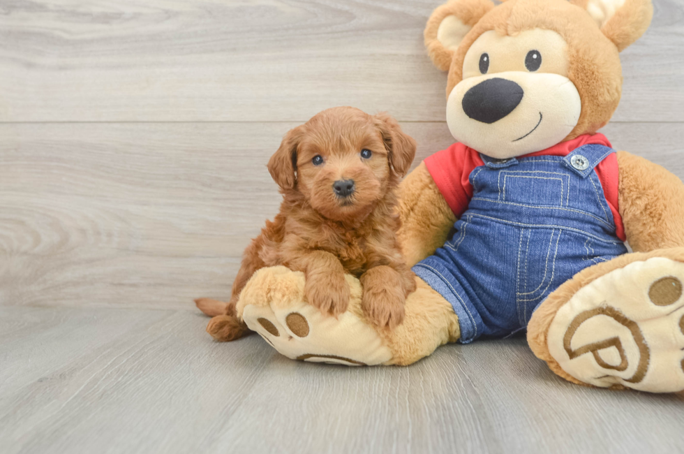 5 week old Mini Goldendoodle Puppy For Sale - Puppy Love PR
