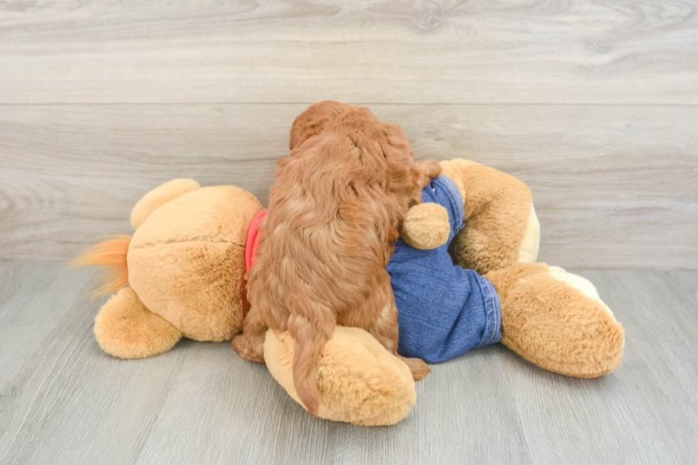 Mini Goldendoodle Puppy for Adoption