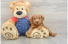 Playful Mini Groodle Poodle Mix Puppy