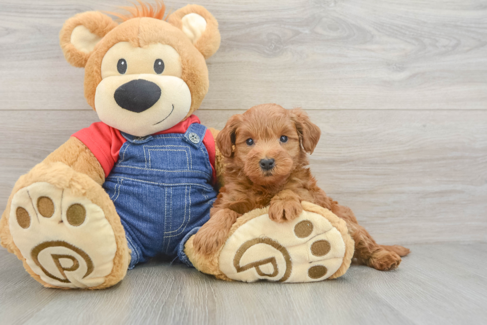 Playful Mini Groodle Poodle Mix Puppy