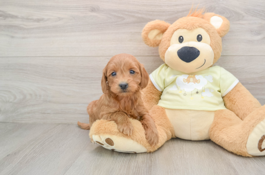 Mini Goldendoodle Pup Being Cute