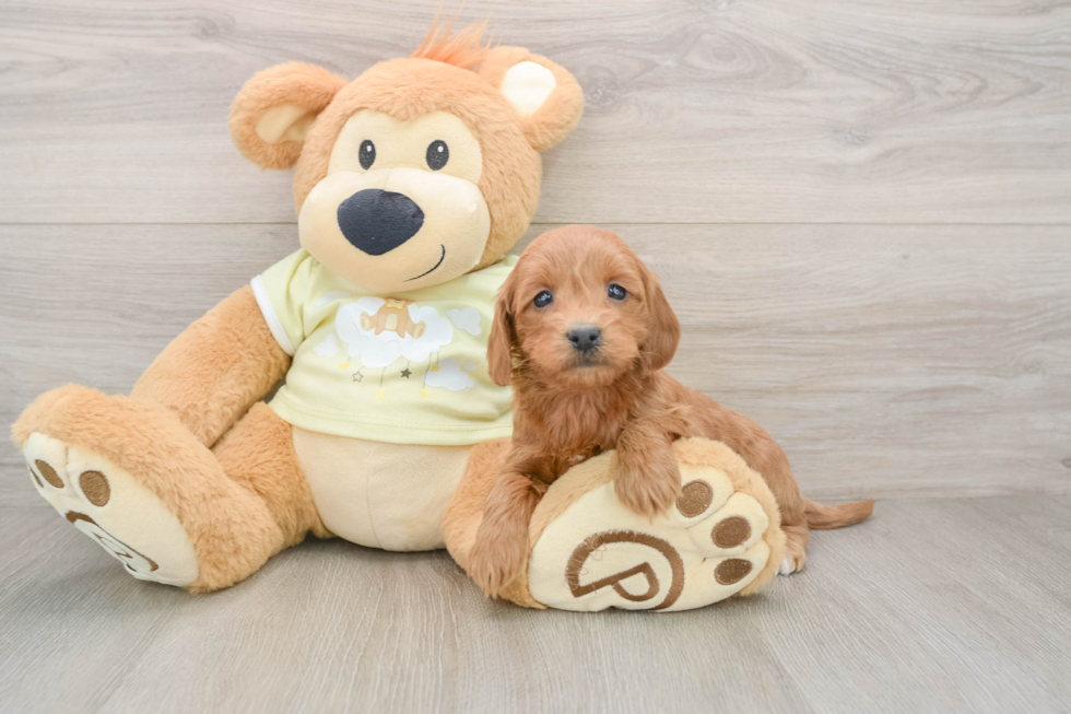 Mini Goldendoodle Puppy for Adoption