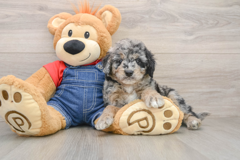 Popular Mini Goldendoodle Poodle Mix Pup