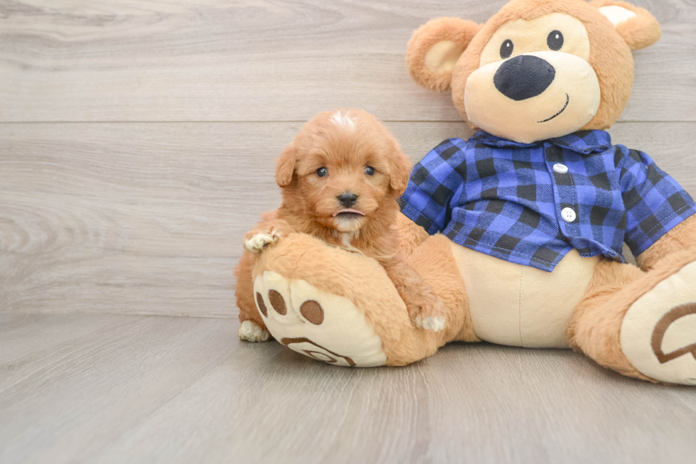 Mini Goldendoodle Pup Being Cute